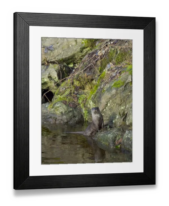 Framed Print : Eurasian Otter (Lutra lutra) during winter. Bavarian Forest National Park Framed Print : Eurasian Otter (Lutra lutra) during winter. Bavarian Forest National Park