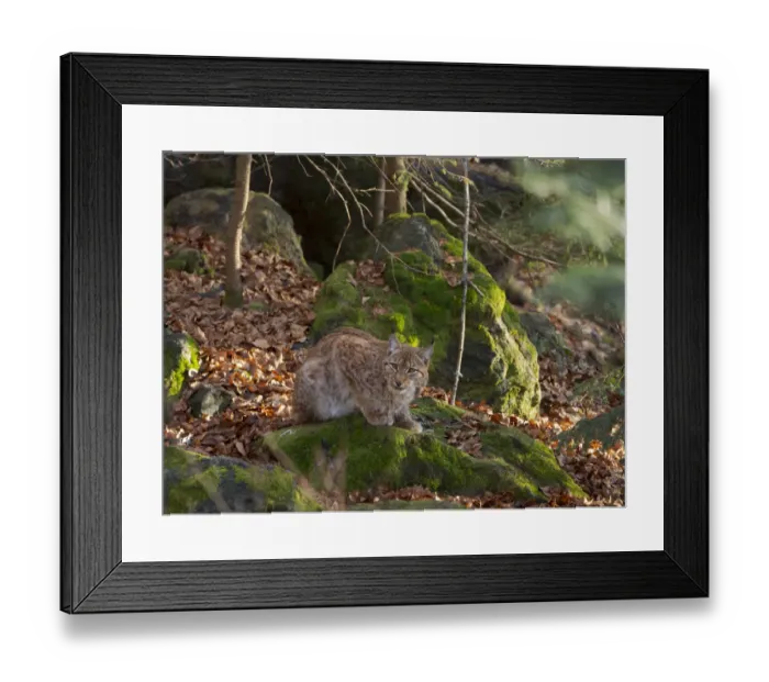 Framed Print : Eurasian Lynx (Lynx lynx ) during winter. Bavarian Forest National Park. Germany, Bavaria Framed Print : Eurasian Lynx (Lynx lynx ) during winter. Bavarian Forest National Park. Germany, Bavaria