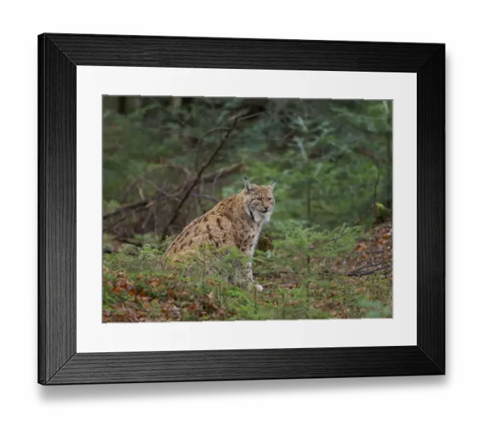 Framed Print : Eurasian Lynx (Lynx lynx ) during winter. Bavarian Forest National Park. Germany, Bavaria Framed Print : Eurasian Lynx (Lynx lynx ) during winter. Bavarian Forest National Park. Germany, Bavaria