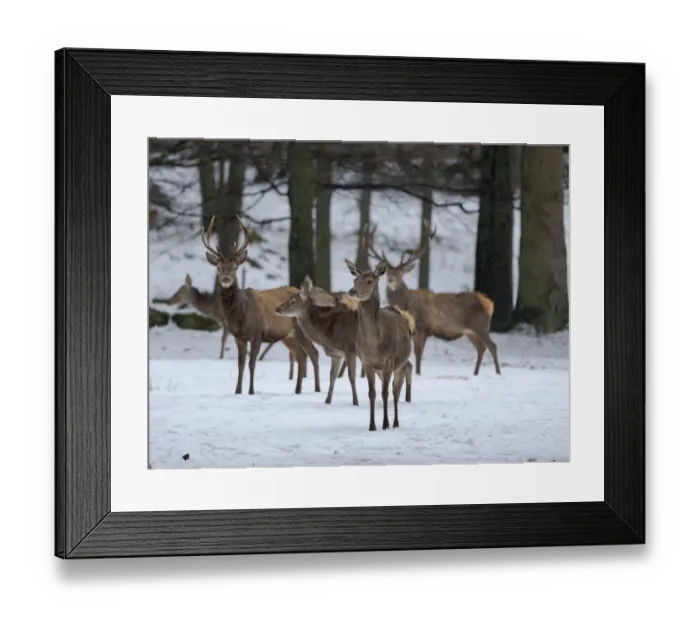 Framed Print : Red deer (Cervus elaphus) during winter. Bavarian Forest National Park. Germany, Bavaria Framed Print : Red deer (Cervus elaphus) during winter. Bavarian Forest National Park. Germany, Bavaria