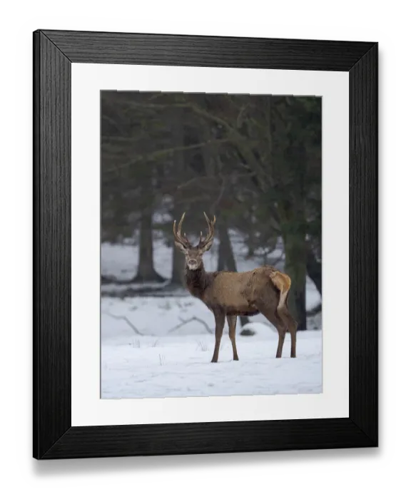 Framed Print : Red deer (Cervus elaphus) during winter. Bavarian Forest National Park. Germany, Bavaria