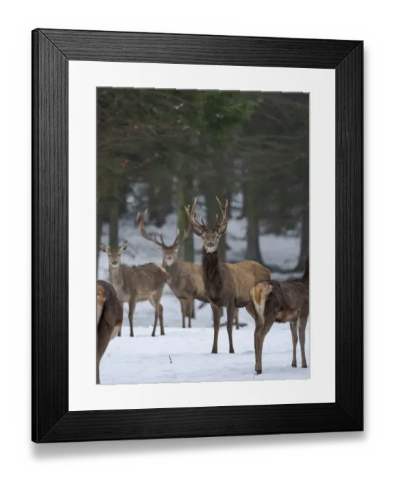 Framed Print : Red deer (Cervus elaphus) during winter. Bavarian Forest National Park. Germany, Bavaria