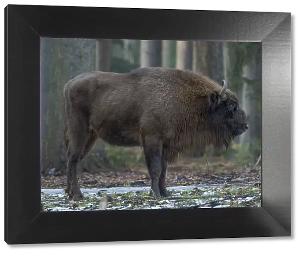 Wisent or European bison (Bison bonasus, Bos bonasus) during winter