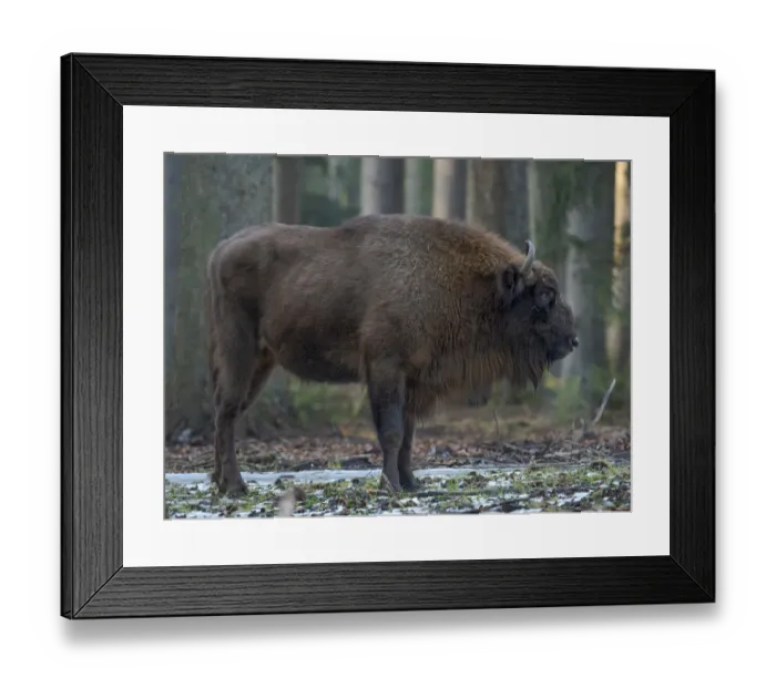 Framed Print : Wisent or European bison (Bison bonasus, Bos bonasus) during winter