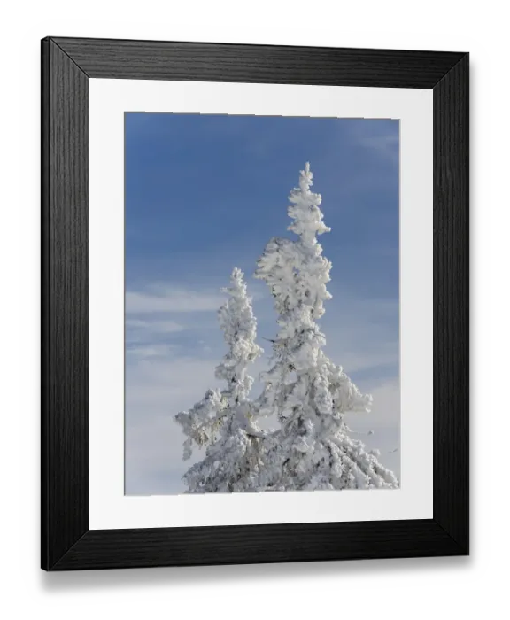 Framed Print : Snow-covered trees at the peak of Mount Lusen. Winter at Mount Lusen in National Park Framed Print : Snow-covered trees at the peak of Mount Lusen. Winter at Mount Lusen in National Park