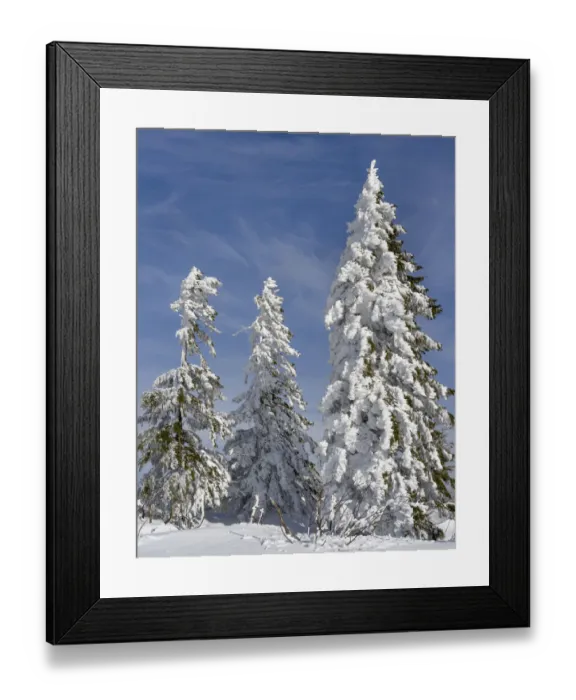 Framed Print : Snow-covered trees at the peak of Mount Lusen. Winter at Mount Lusen in National Park