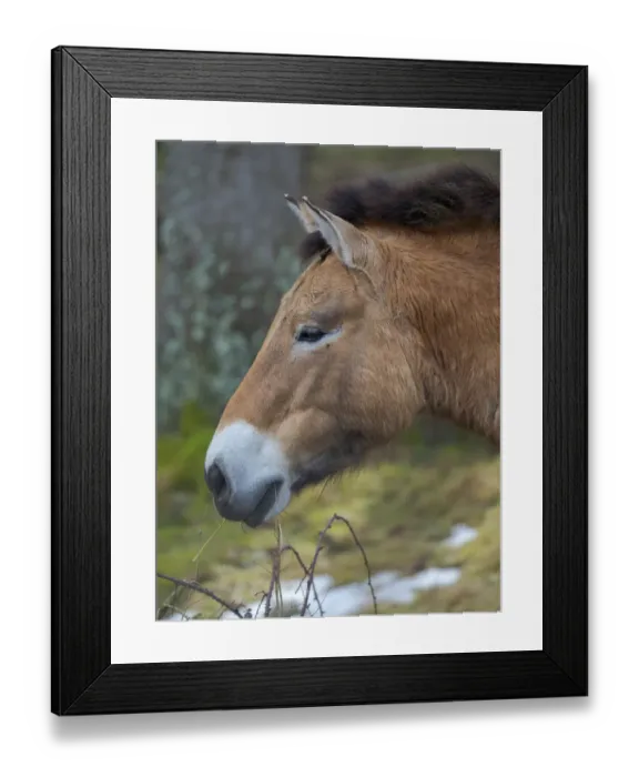Framed Print : Przewalskis horse or Dzungarian horse (Equus ferus przewalskii Framed Print : Przewalskis horse or Dzungarian horse (Equus ferus przewalskii