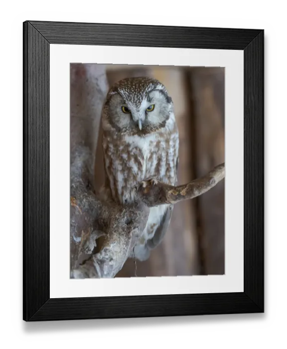 Framed Print : Boreal owl (Aegolius funereus). Enclosure area of the National Park Bavarian Forest