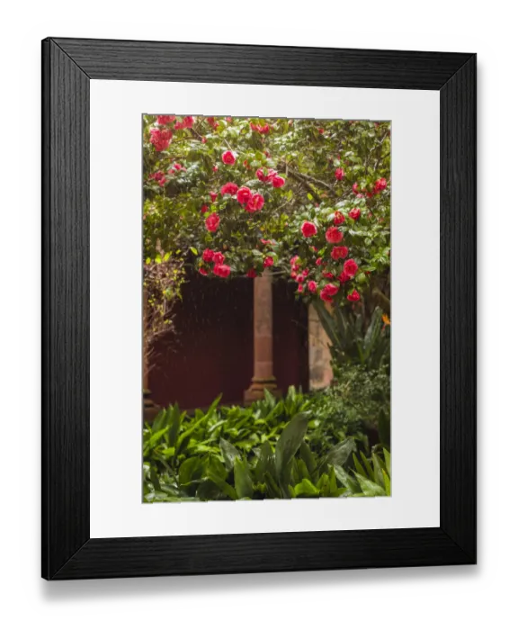 Framed Print : Spain, Canary Islands, Tenerife Island, San Cristobal de La Laguna