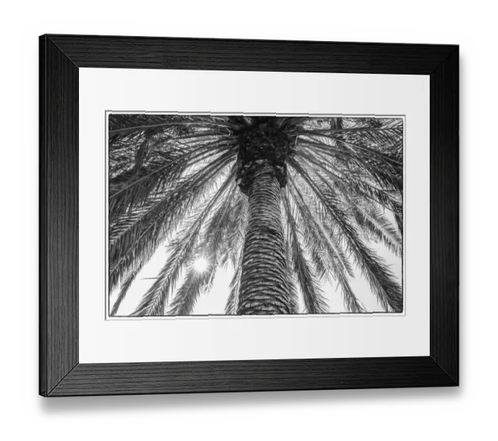 Framed Print : Spain, Canary Islands, Tenerife Island, Masca, palm tree