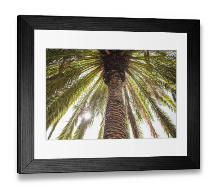 Framed Print : Spain, Canary Islands, Tenerife Island, Masca, palm tree Framed Print : Spain, Canary Islands, Tenerife Island, Masca, palm tree