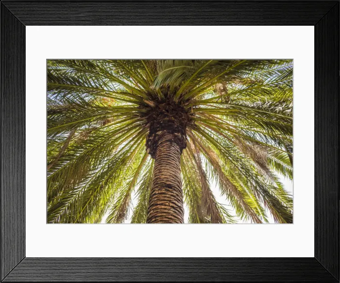 Framed Print : Spain, Canary Islands, Tenerife Island, Masca, palm tree Framed Print : Spain, Canary Islands, Tenerife Island, Masca, palm tree