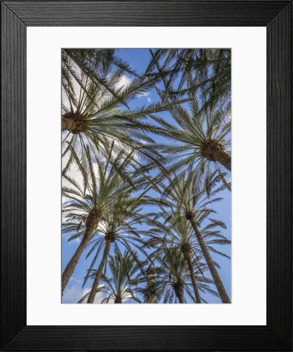 Framed Print : Spain, Canary Islands, Gran Canaria Island, Maspalomas, palm tree canopy Framed Print : Spain, Canary Islands, Gran Canaria Island, Maspalomas, palm tree canopy