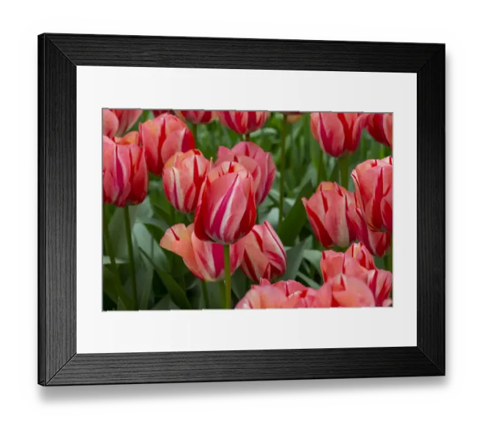 Framed Print : Europe, Netherlands, Holland. Pink tulips at Keukenhof Gardens
