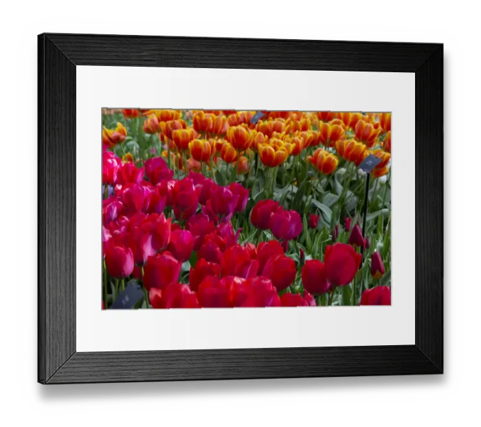 Framed Print : Europe, Netherlands. Red tulips at Keukenhof Gardens. Credit as Framed Print : Europe, Netherlands. Red tulips at Keukenhof Gardens. Credit as