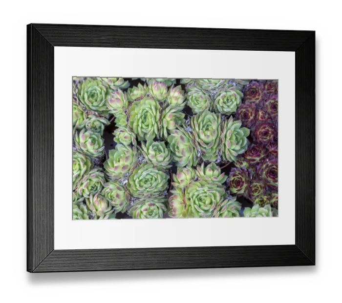 Framed Print : Europe, Netherlands, Amsterdam. Close-up of succulents. Credit as Framed Print : Europe, Netherlands, Amsterdam. Close-up of succulents. Credit as
