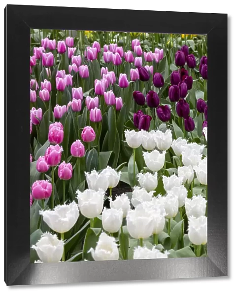 Europe, Netherlands, Holland. Tulip display at Keukenhof Gardens