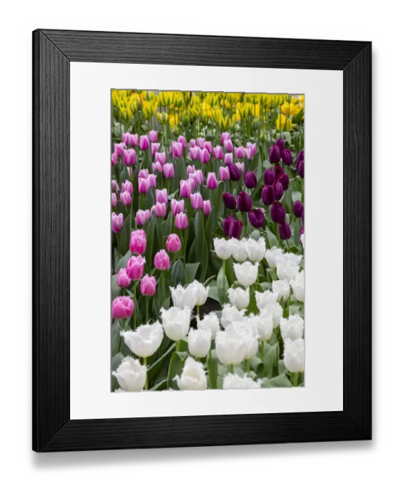 Framed Print : Europe, Netherlands, Holland. Tulip display at Keukenhof Gardens