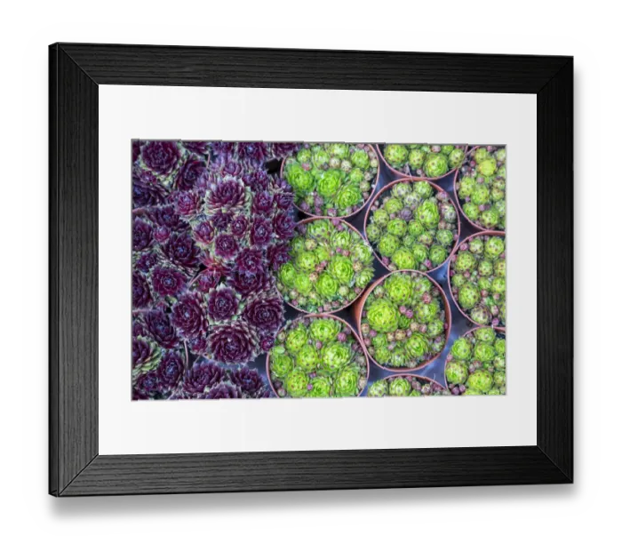 Framed Print : Europe, Netherlands, Amsterdam. Close-up of succulents. Credit as Framed Print : Europe, Netherlands, Amsterdam. Close-up of succulents. Credit as