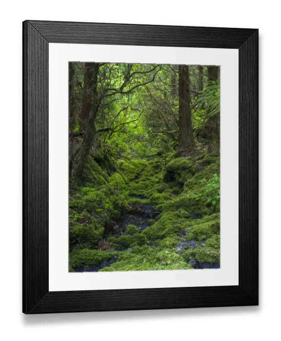 Framed Print : Forest near Cabeco Grodo. Faial Island, an island in the Azores in the Atlantic Ocean Framed Print : Forest near Cabeco Grodo. Faial Island, an island in the Azores in the Atlantic Ocean