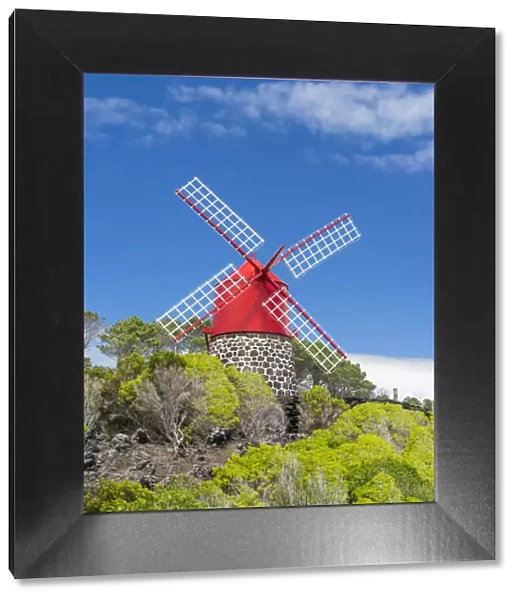 Traditional windmill near Sao Joao. Pico Island, an island in the Azores in the Atlantic