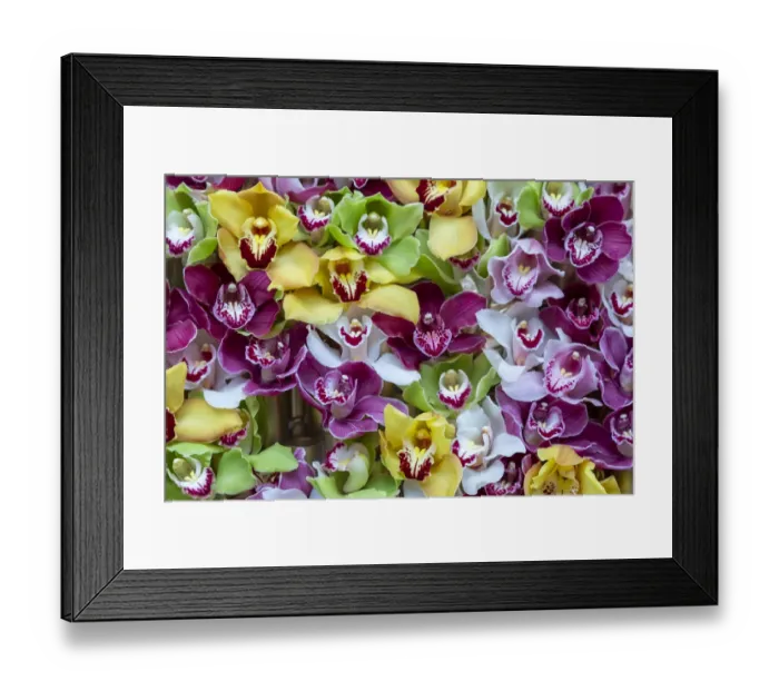 Framed Print : Europe, Netherlands. Orchids on display at Keukenhof Gardens