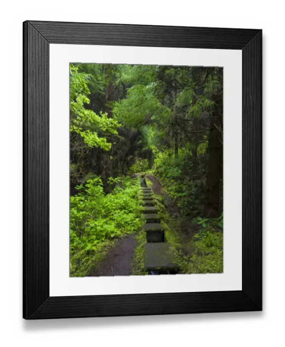 Framed Print : Levada, traditional irrigation channel near Cabeco Gordo in dense forest Framed Print : Levada, traditional irrigation channel near Cabeco Gordo in dense forest