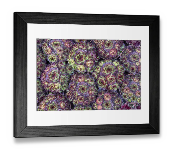 Framed Print : Europe, Netherlands, Amsterdam. Close-up of succulents. Credit as Framed Print : Europe, Netherlands, Amsterdam. Close-up of succulents. Credit as