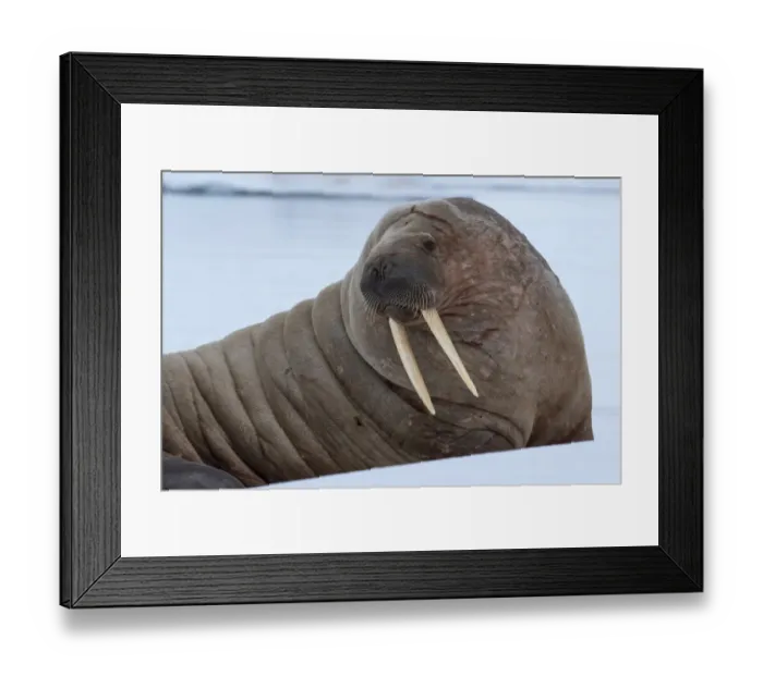 Framed Print : Norway, Svalbard, Nordaustlandet, Austfonna. Walrus on ice