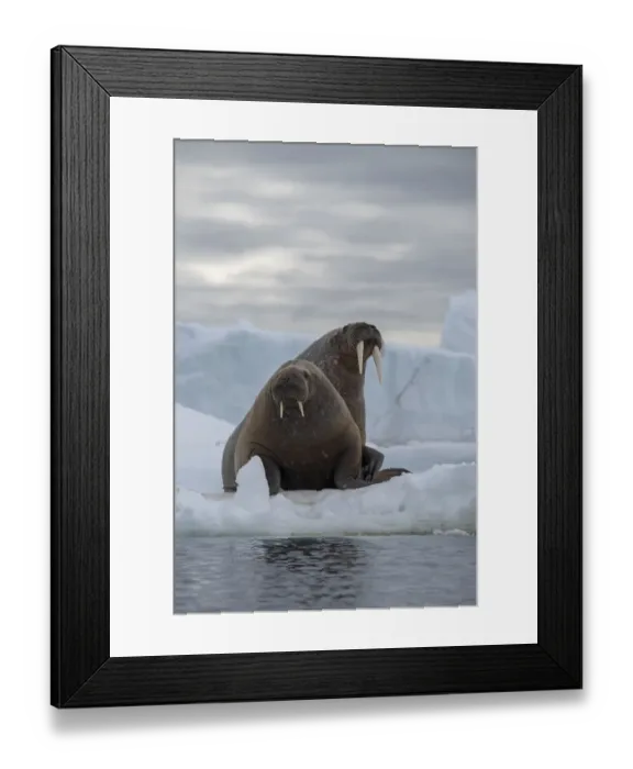 Framed Print : Norway, Svalbard, Nordaustlandet, Austfonna. Walrus on ice