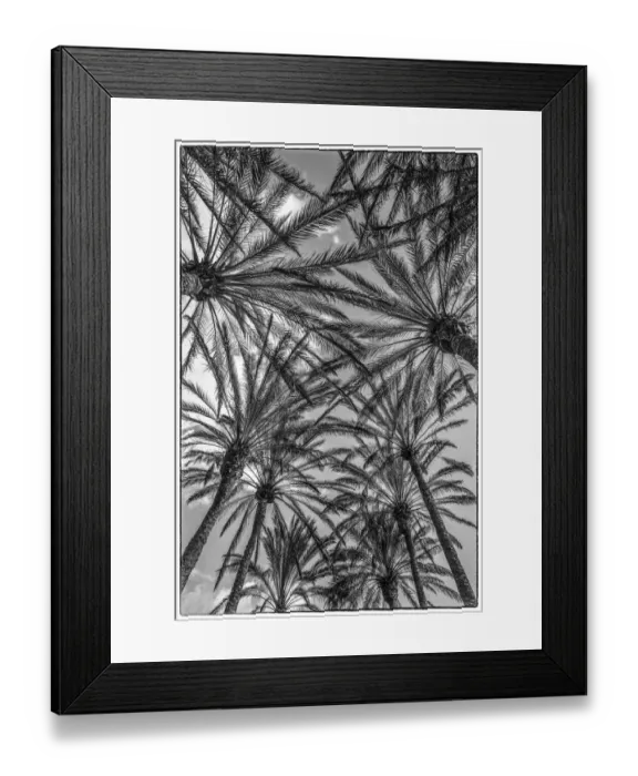 Framed Print : Spain, Canary Islands, Gran Canaria Island, Maspalomas, palm tree canopy