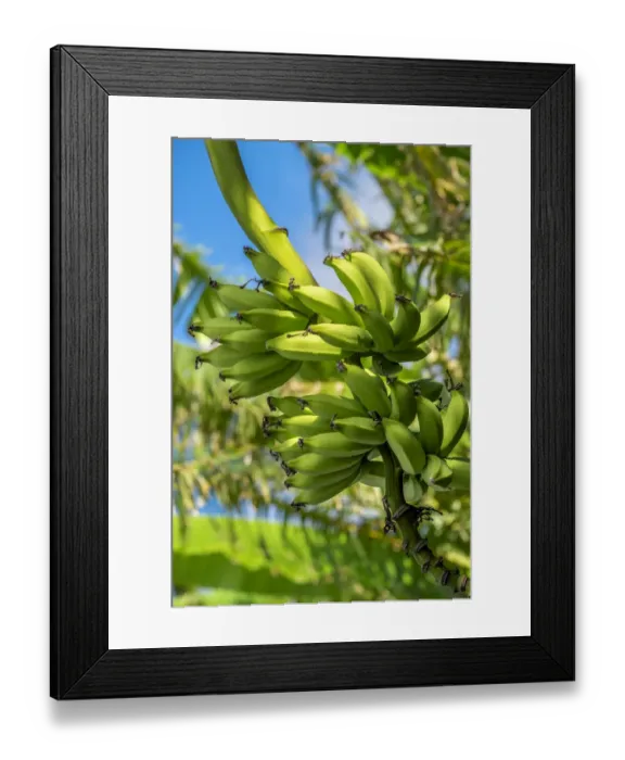 Framed Print : Bunch of bananas on tree