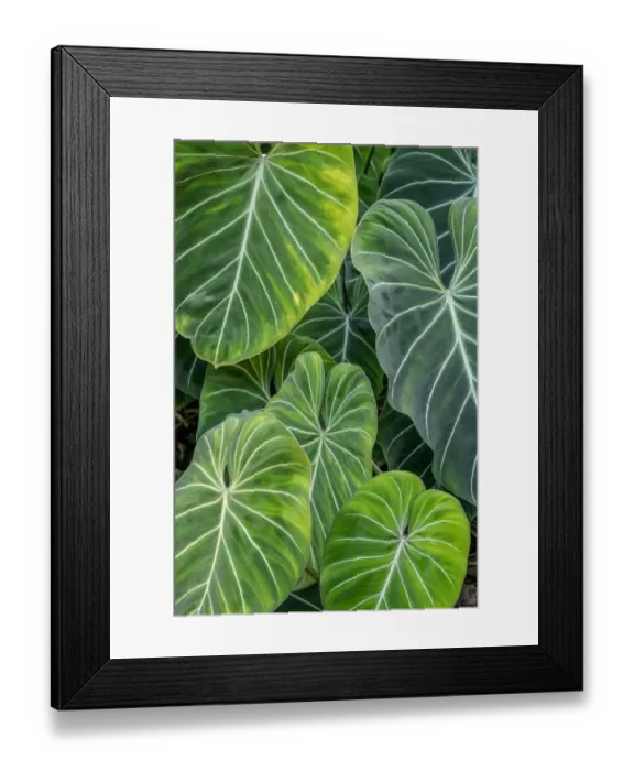 Framed Print : Anthurium foliage Framed Print : Anthurium foliage