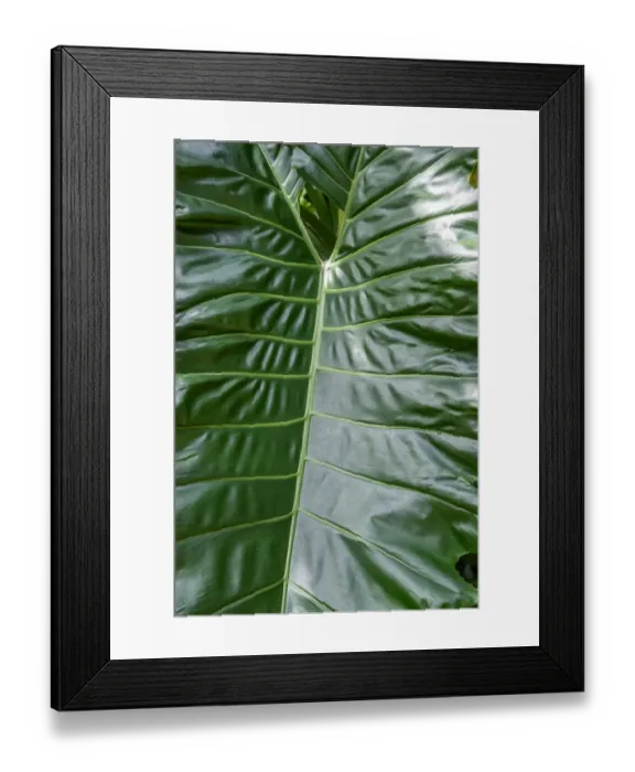 Framed Print : Anthurium leaf Framed Print : Anthurium leaf