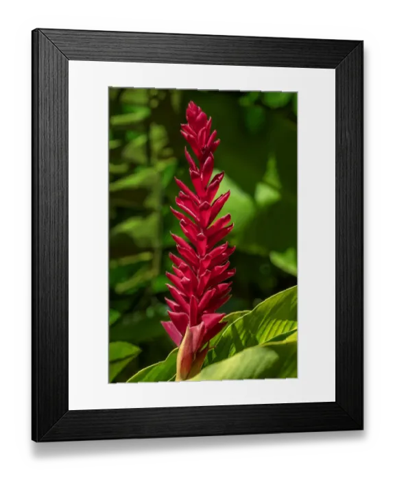 Framed Print : Alpinia purpurata Framed Print : Alpinia purpurata