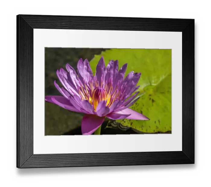 Framed Print : Cape Blue Water lily