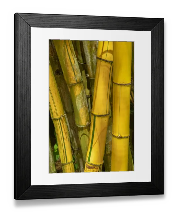 Framed Print : Detail of golden bamboo Framed Print : Detail of golden bamboo