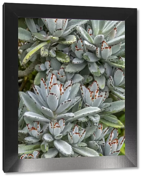 Chocolate Soldier Kalanchoe