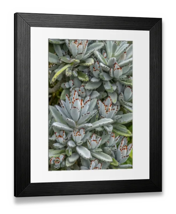 Framed Print : Chocolate Soldier Kalanchoe