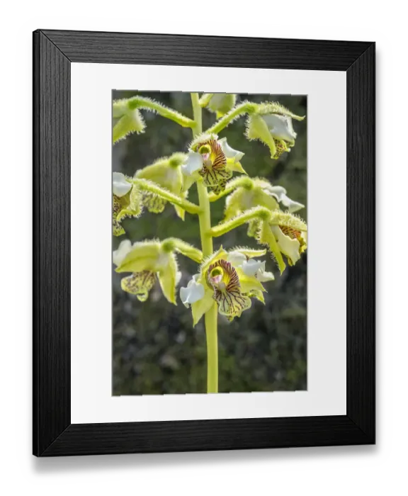 Framed Print : Exotic Orchid Framed Print : Exotic Orchid