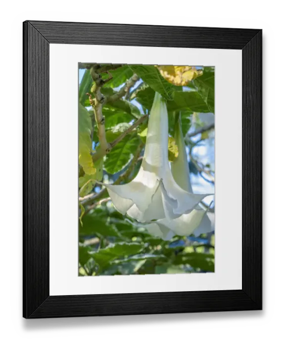 Framed Print : Angels Trumpet Framed Print : Angels Trumpet