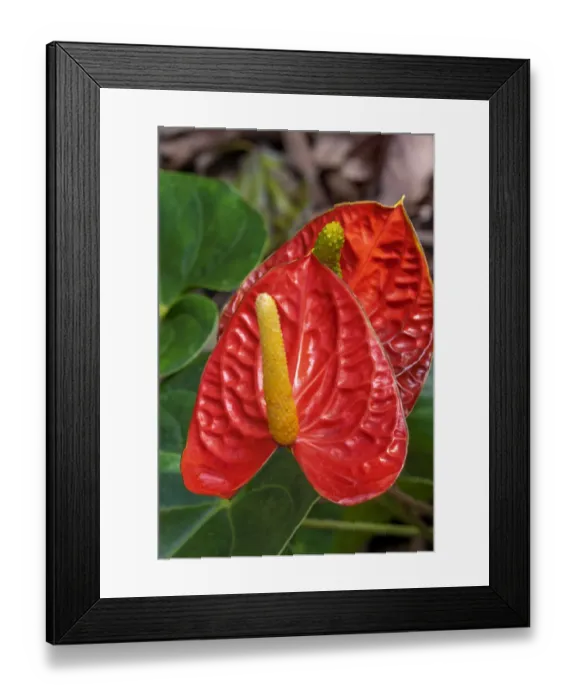 Framed Print : Anthurium