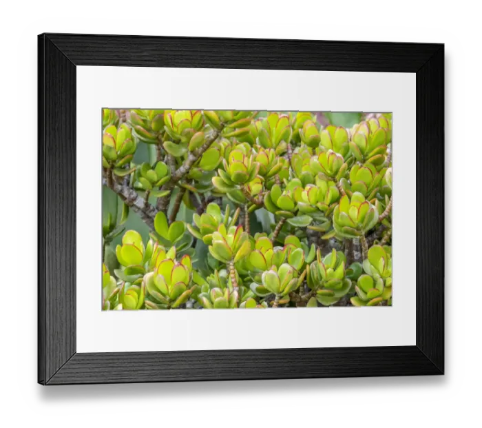 Framed Print : Stonecrop