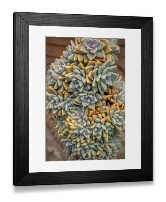 Framed Print : Crassulaceae, succulent Framed Print : Crassulaceae, succulent
