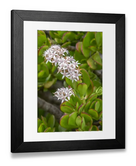 Framed Print : Flowering Stonecrop