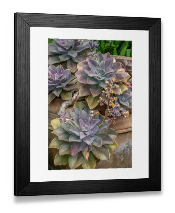 Framed Print : Ghost plant, succulent in a clay pot Framed Print : Ghost plant, succulent in a clay pot