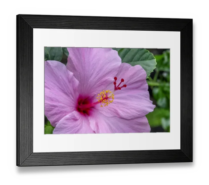 Framed Print : Hibiscus Framed Print : Hibiscus