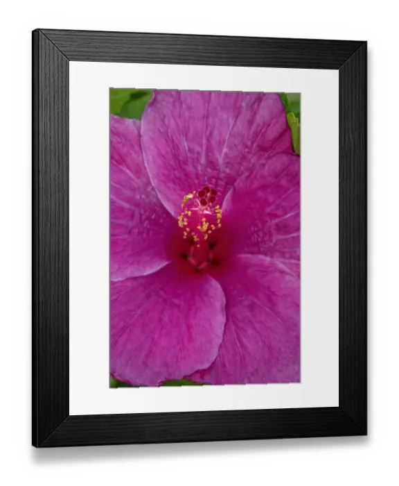 Framed Print : Hibiscus Framed Print : Hibiscus