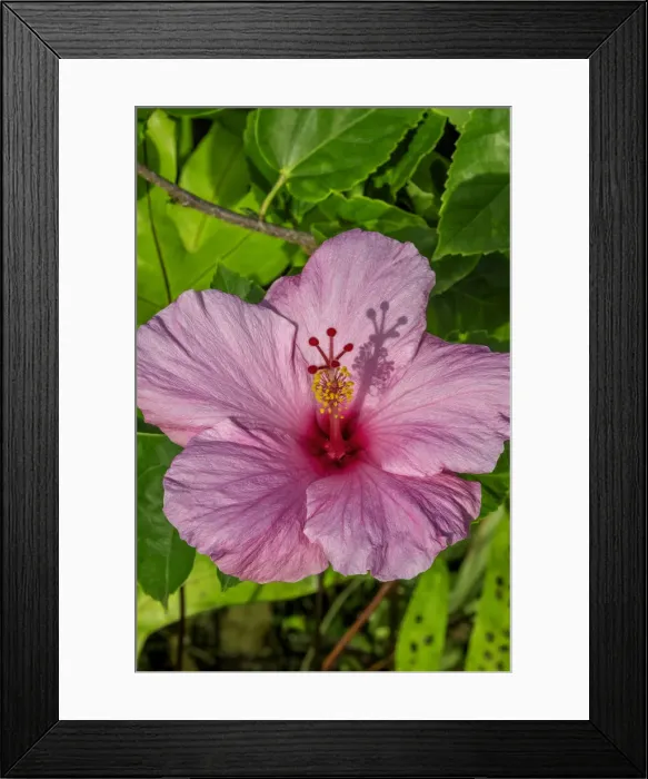 Framed Print : Hibiscus Framed Print : Hibiscus