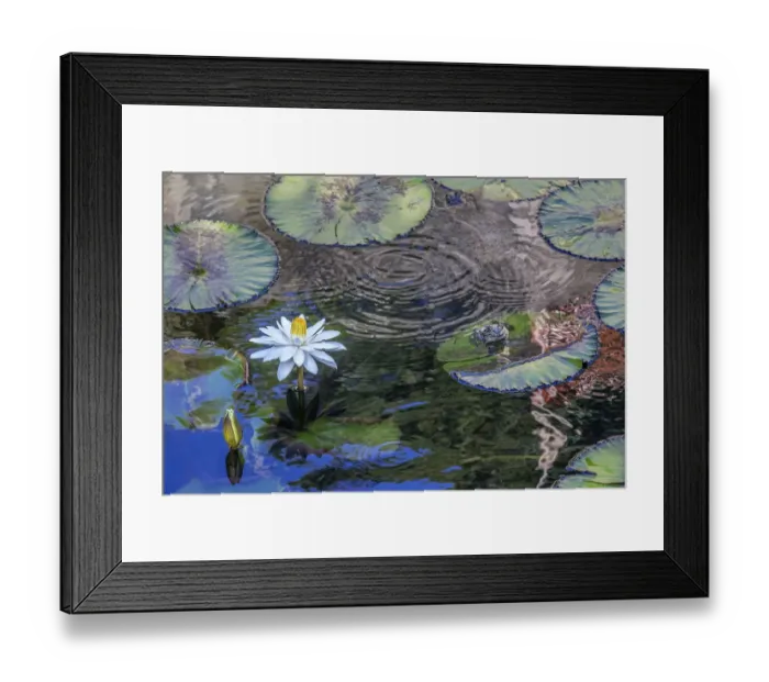 Framed Print : Frogs among Woods White Knight lilies Framed Print : Frogs among Woods White Knight lilies